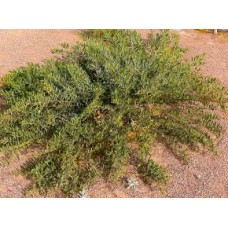 Trailing Wattle Acacia redolens 1 Plants Ground cover Vanilla Prostrate Shrubs Native Yellow Flowering